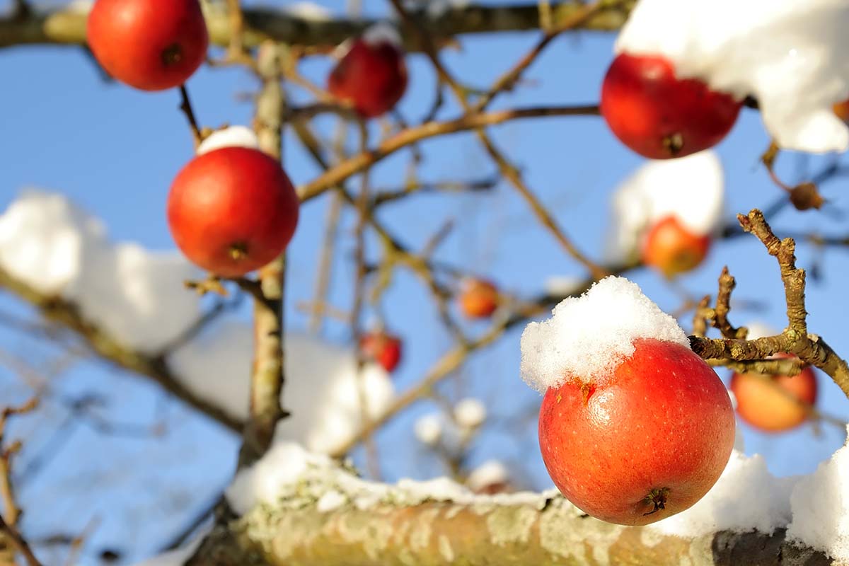 一棵苹果树的近距离水平图像覆盖了一层积雪。