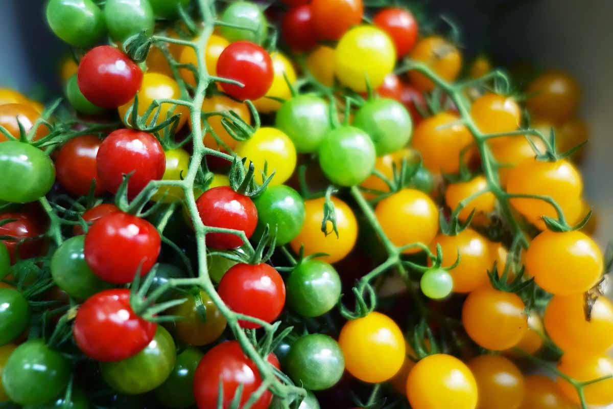 近距离的各种不同颜色的樱桃番茄,新鲜收获。有红、绿、黄色水果、软焦点的背景图。