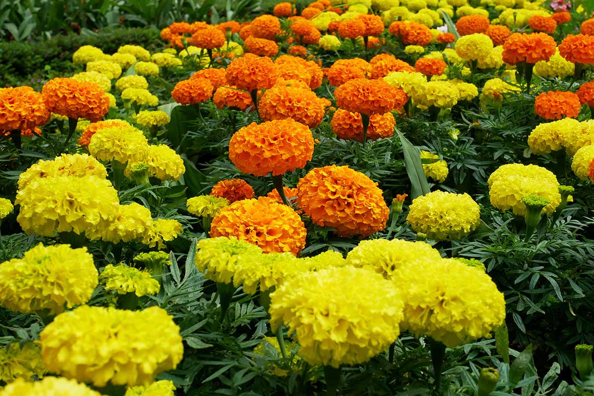 一张近距离的水平图像，亮橙色和黄色的万寿菊花在花园里大量生长。