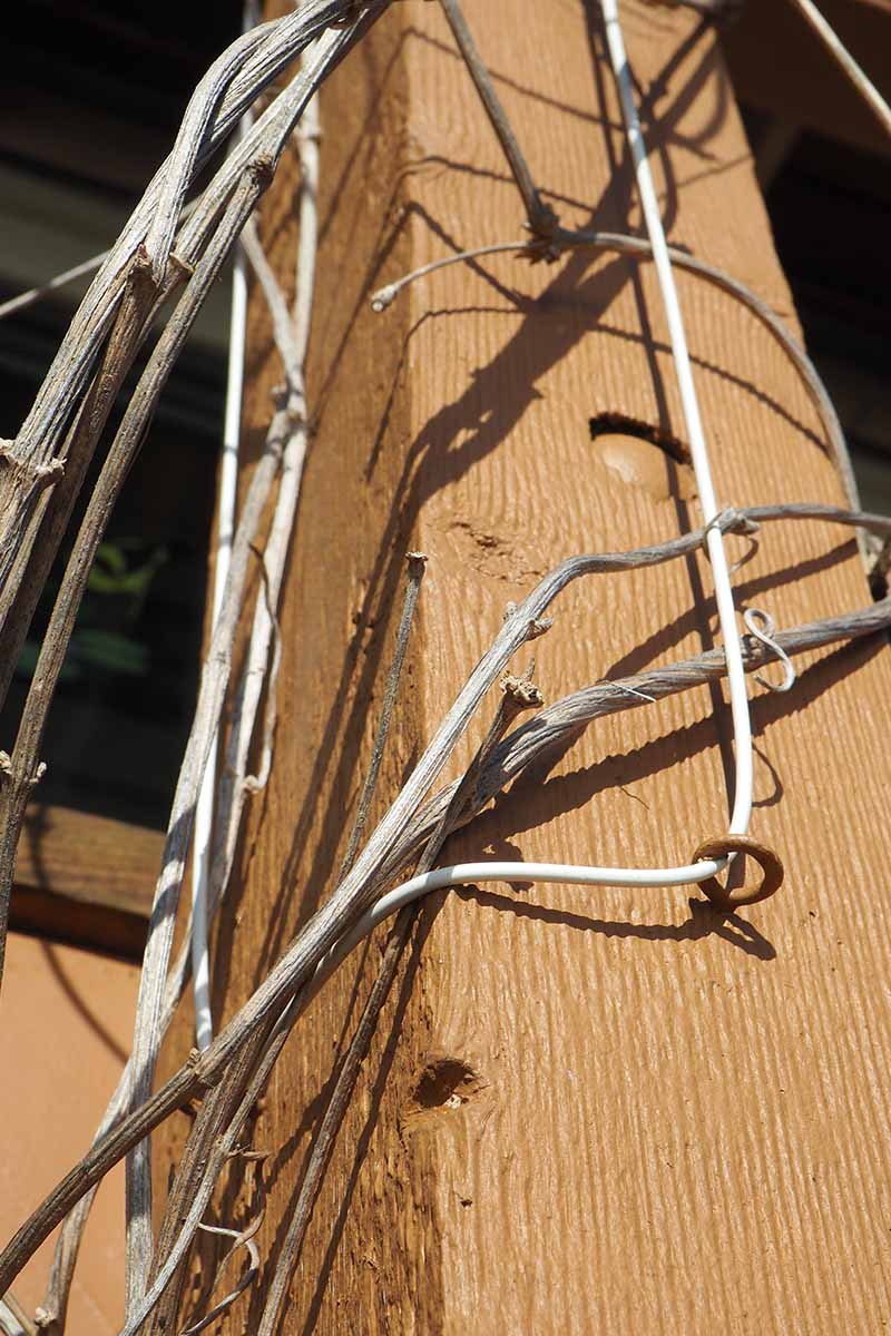 一个近距离垂直图像的木本铁线莲藤蔓，已训练爬上挂钩和线连接到一个木桩。