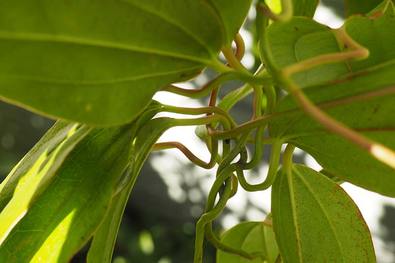 铁线莲藤蔓的近距离水平图像，从下面看，显示叶柄和植物如何利用这些爬上支柱。