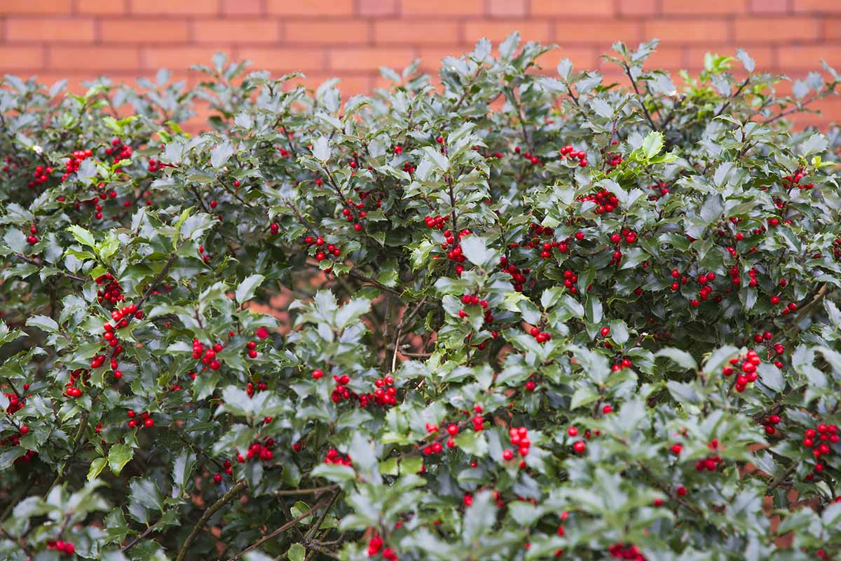 近距离水平图像的英国冬青(Ilex aquifolium)生长作为一个整齐的树篱与砖墙的背景。