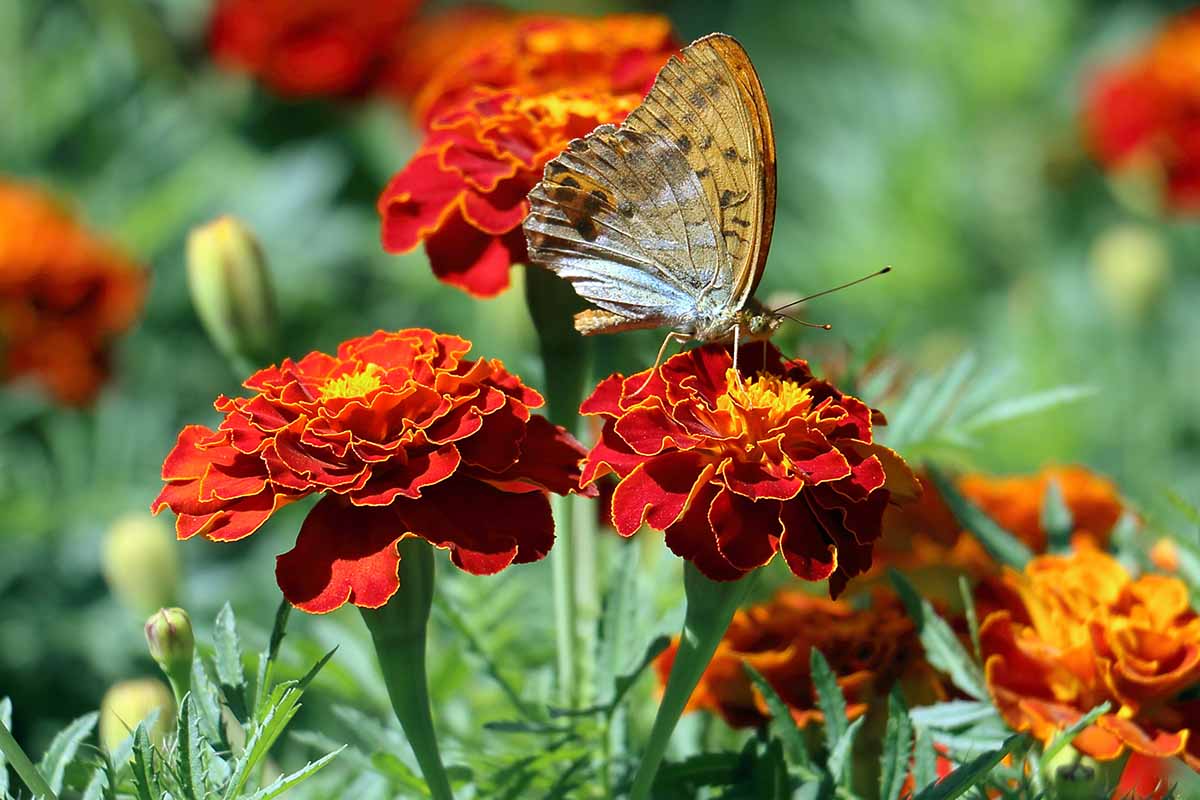 在柔和的对焦背景下，明亮的阳光下，一只蝴蝶从红色和黄色的法国金盏花中进食。