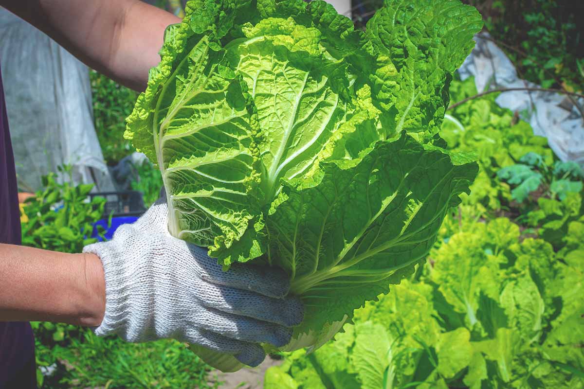 一个戴着手套的农民从阳光明媚的花园里收获一颗大白菜的近距离水平图像。