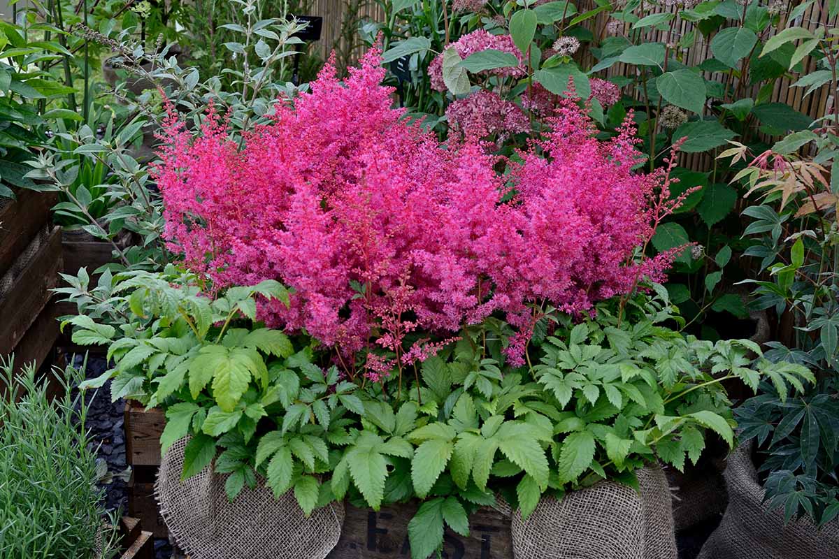 近距离的水平图像，亮粉色的落新妇花生长在室外的木制花盆中，背景是栅栏和其他多年生植物。