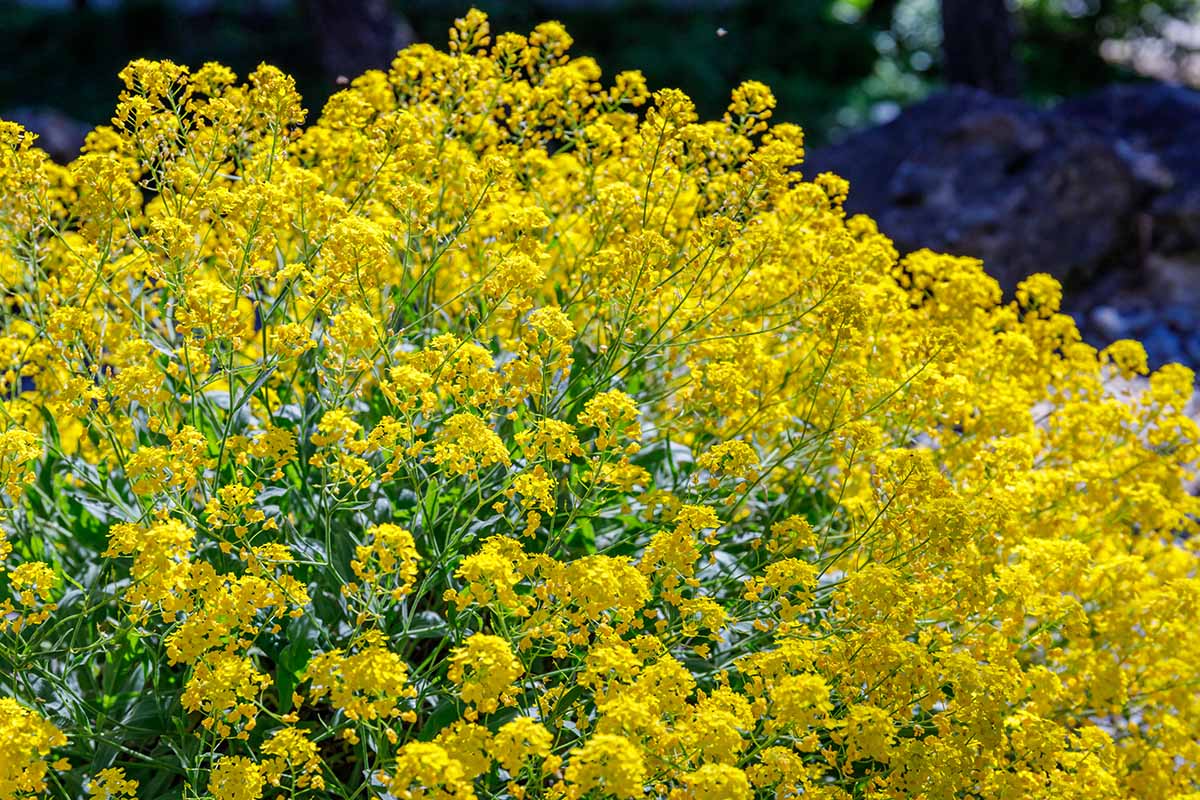 在明亮的阳光下，一篮金黄色的(萨克森金草)植物盛开的近距离水平图像。