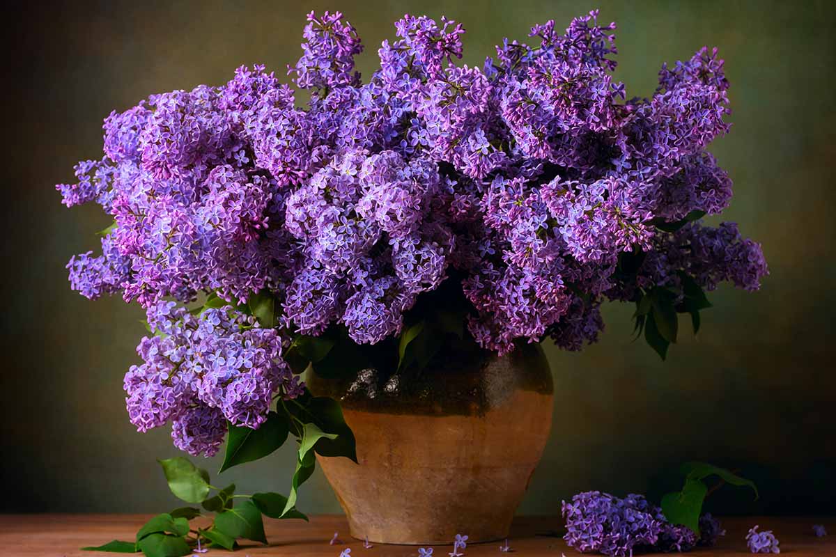 一个近距离的水平图像，一束紫色紫丁香在一个柔和的焦点背景拍摄的花盆。