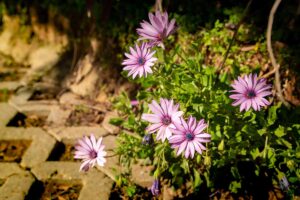 密切的横向图像亮粉红色osteospermum鲜花生长在走道见光过滤阳光。