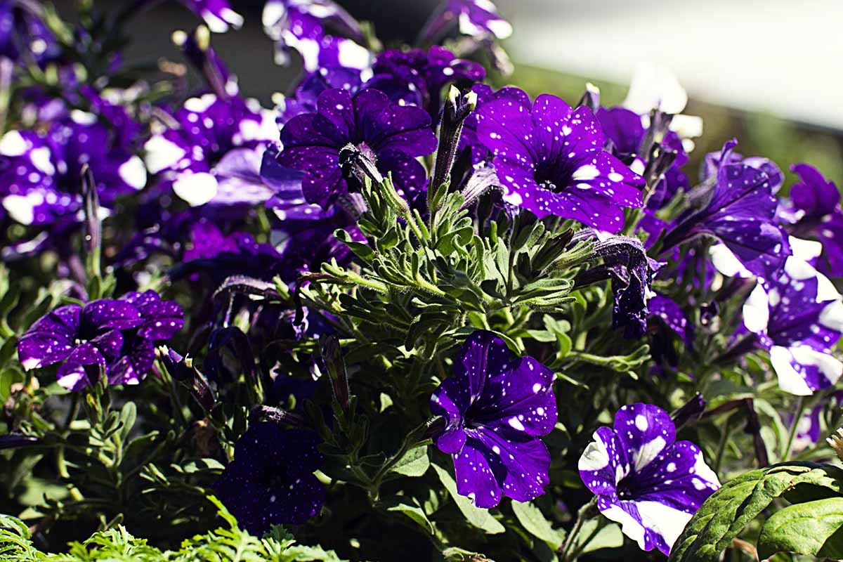 紫色和白色的近距离水平图像二色的佩妮花见在明亮的阳光下。