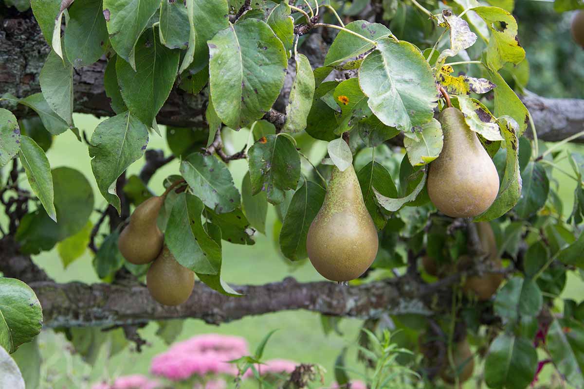 密切的横向图像梨种植在花园里。