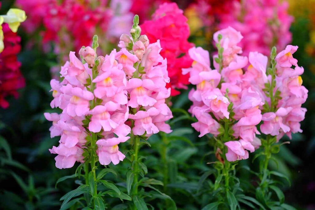 一个近距离的水平图像的粉红色金鱼花(Antirrhinum majus)生长在一个软焦点背景拍摄的花园。