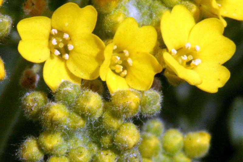 一个近距离的水平图像的山分析花和芽图片在一个软焦点背景。