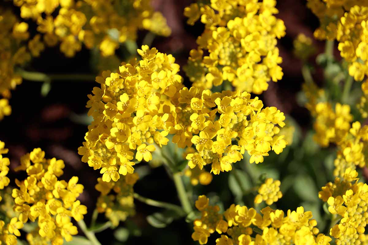 一个近距离的水平图像，亮黄色的山菊花生长在花园里，在明亮的阳光下拍摄的软焦点背景。