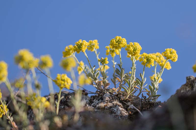 这张近距离的水平图像显示了在蓝色天空背景下的岩石中生长的黄色小花。