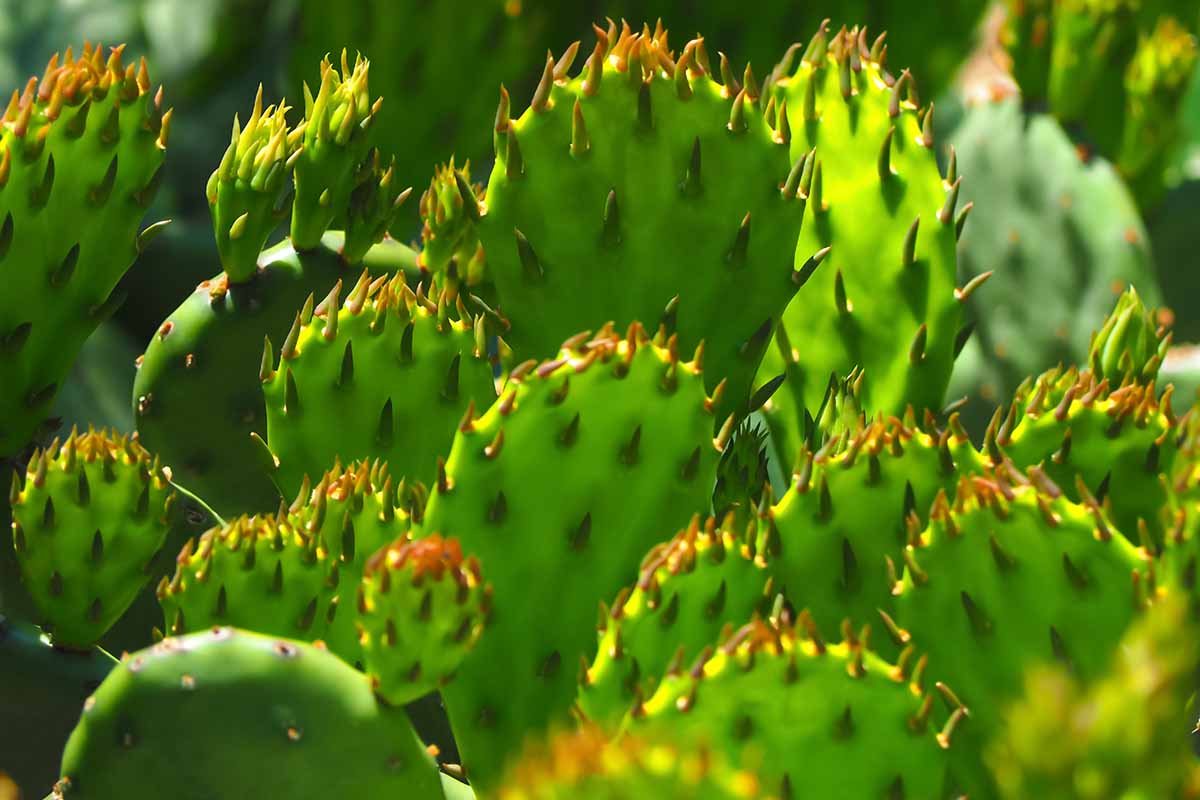 仙人掌属植物的特写水平图像(仙人掌)仙人掌生长在花园里见光过滤阳光。