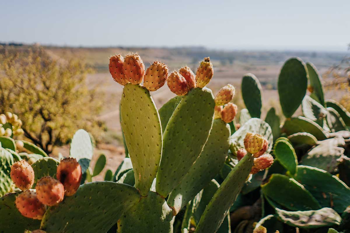水平的形象大仙人掌属植物仙人掌生长在沙漠中见在明亮的阳光下。