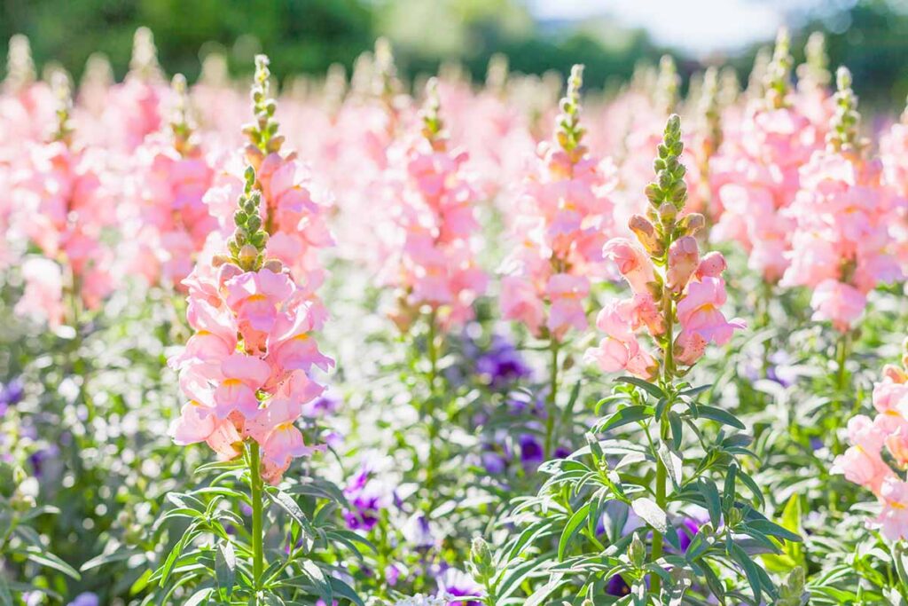 一个近距离的水平图像浅粉色金鱼花(Antirrhinum majus)生长在花园拍摄在明亮的夏日阳光。