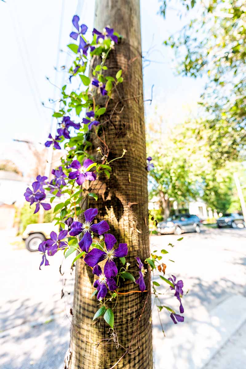 在明亮的阳光下，一株紫色铁线莲被训练成长为一根木杆的近距离垂直图像。