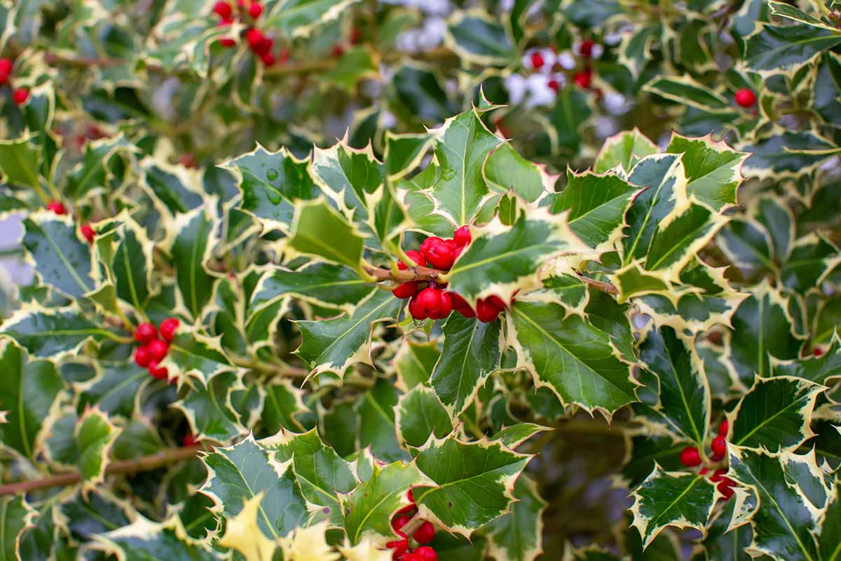 “银皇后”Ilex aquifolium的近距离水平图像，炫耀着杂色的叶子和鲜红色的浆果。