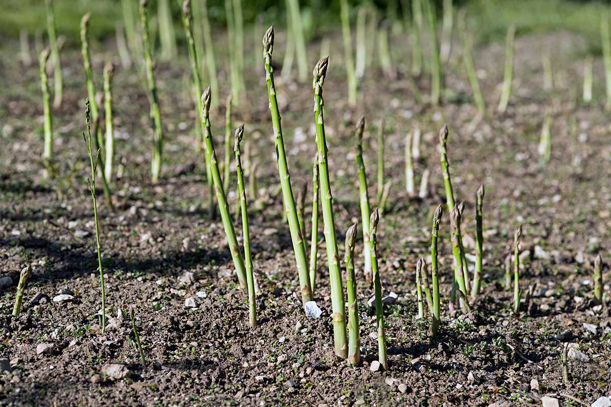 一个年轻的芦笋长矛在春天的田野生长的水平图像。