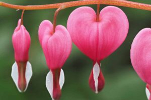 一个近距离的水平图像，明亮的粉红色流血的心脏花生长在花园中描绘在一个软焦点背景。