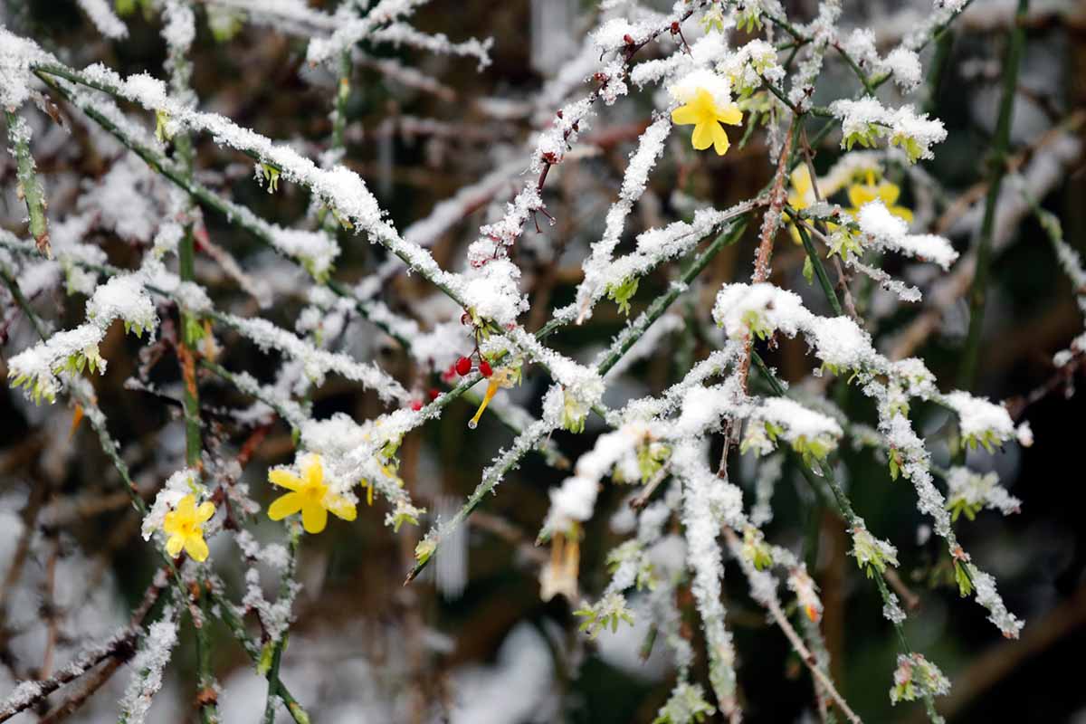 一个近距离的水平图像黄色茉莉覆盖在霜和雪的轻粉尘拍摄在一个软焦点背景。