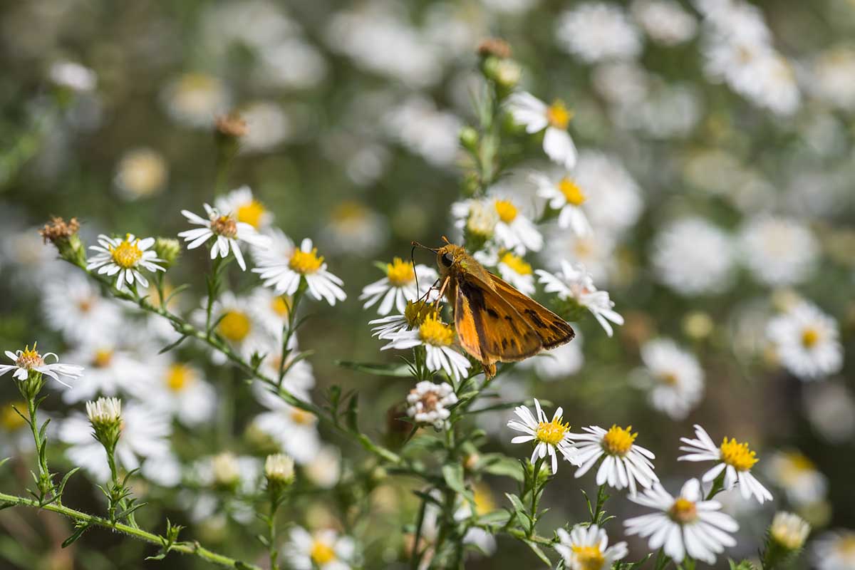 这张近距离的水平图像是一只船长蝶正在吃白色雏菊，背景是软焦，