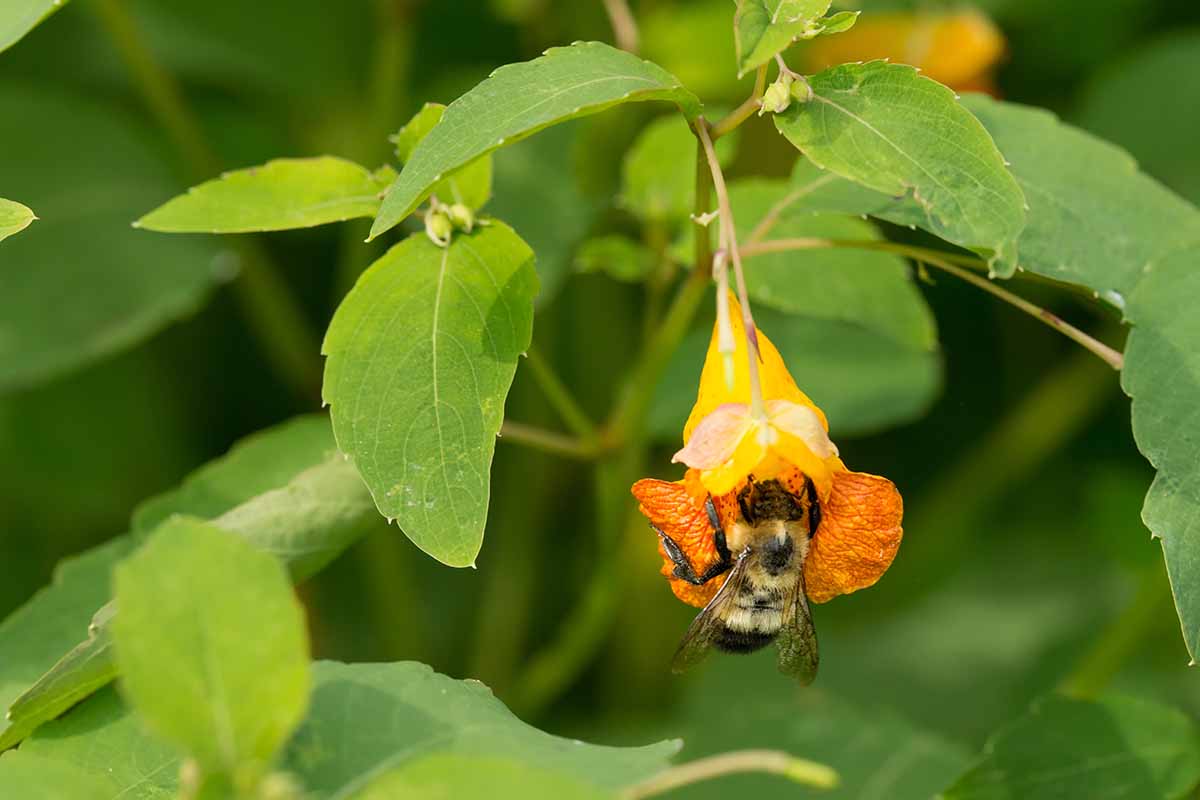 一个近距离的水平图像，一只大黄蜂从一个触摸我不(宝石草)花图片在一个软焦点背景。
