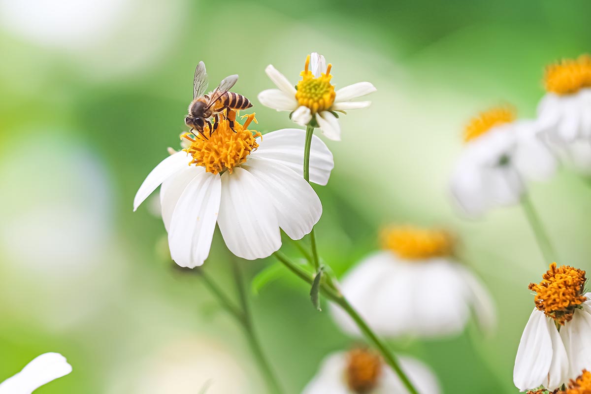 一个近距离的水平图像的向日葵生长在花园里，蜜蜂在一个软焦点背景照片。