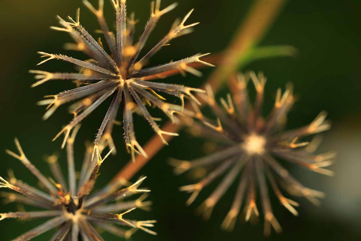 一个近距离的水平图像的种子向日葵的种子头拍摄在一个软焦点背景。