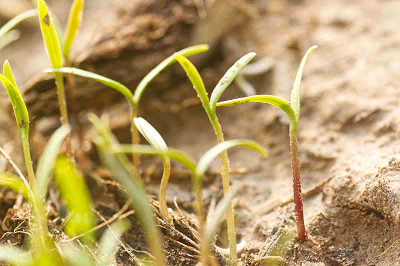 近距离的水平图像，微小的幼苗通过土壤。