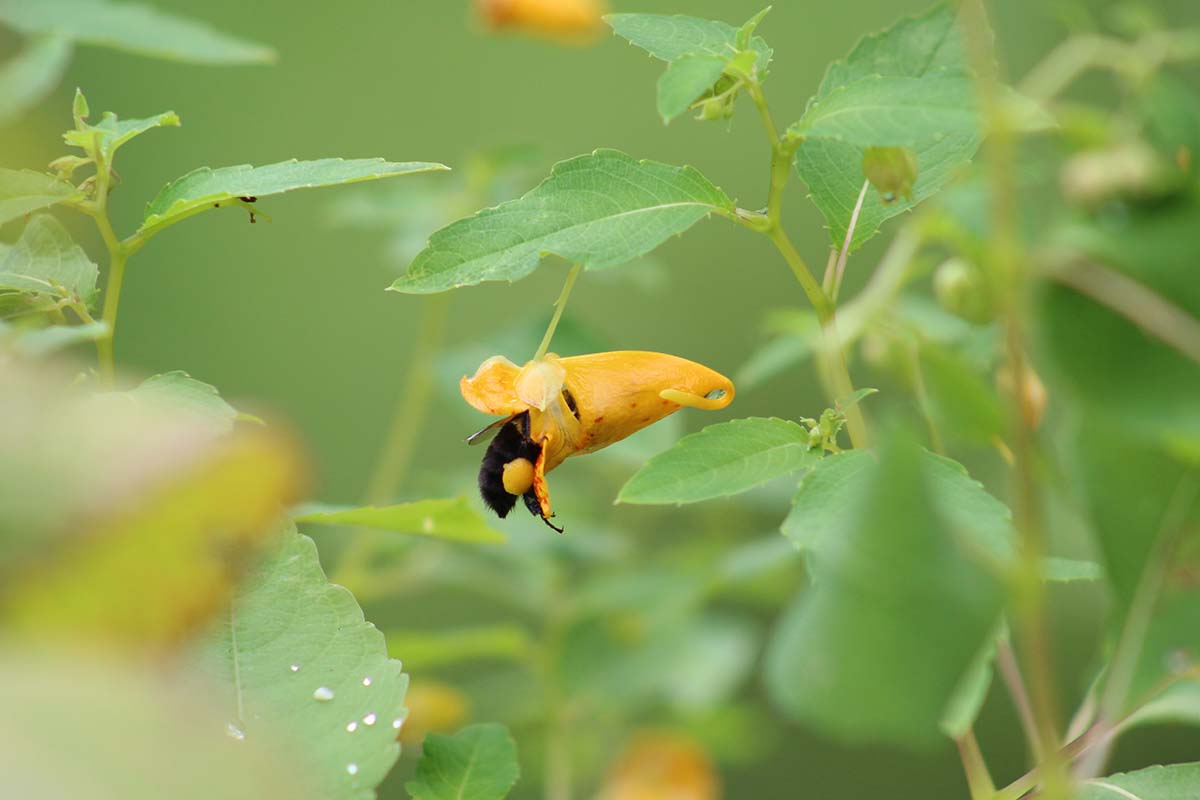 一个近距离的水平图像的大黄蜂从一个宝石草花描绘在一个软焦点背景。