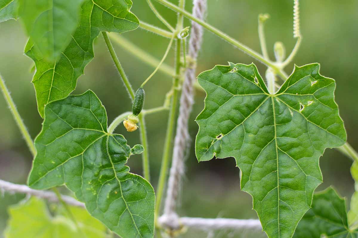 一个近距离的水平图像的cucamelon植物生长在花园由绳索格架支持。