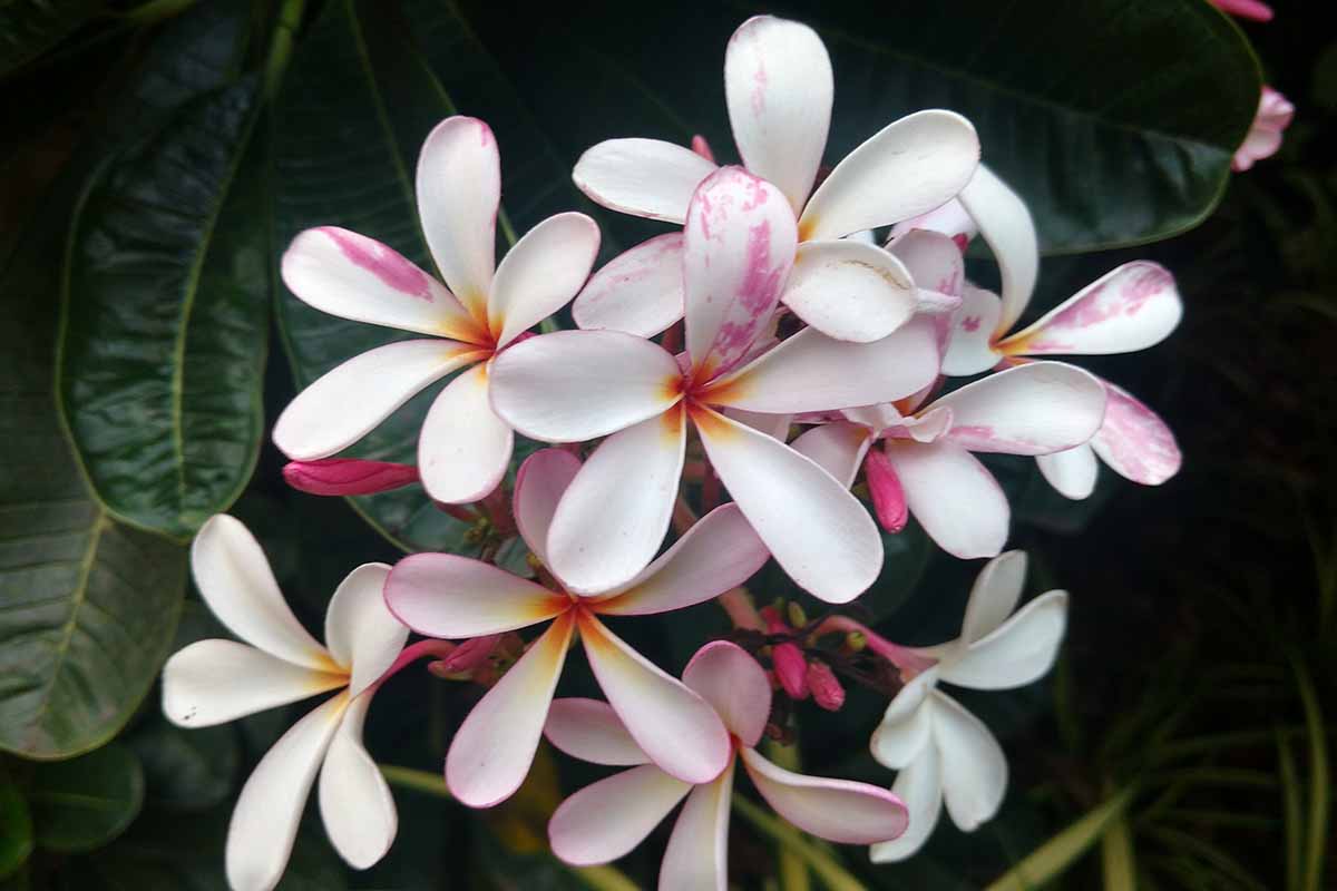 一个近距离的水平图像，浅粉色和白色的花鸡蛋花“矮新加坡粉”拍摄在一个黑暗的背景。