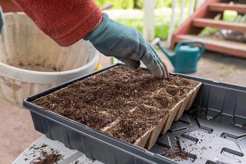 一个园丁用可生物降解的花盆填满土壤用于播种的近距离水平图像。