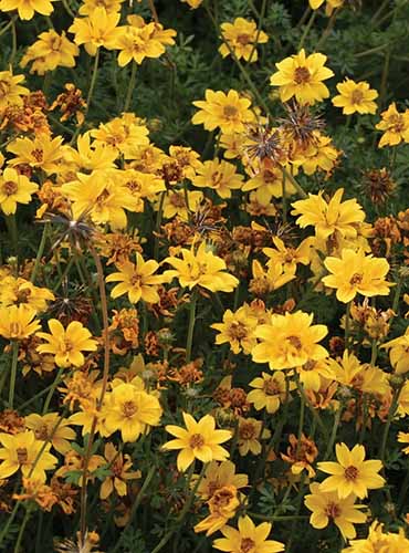 拜登的“金块”花在花园里生长的近距离垂直图像。
