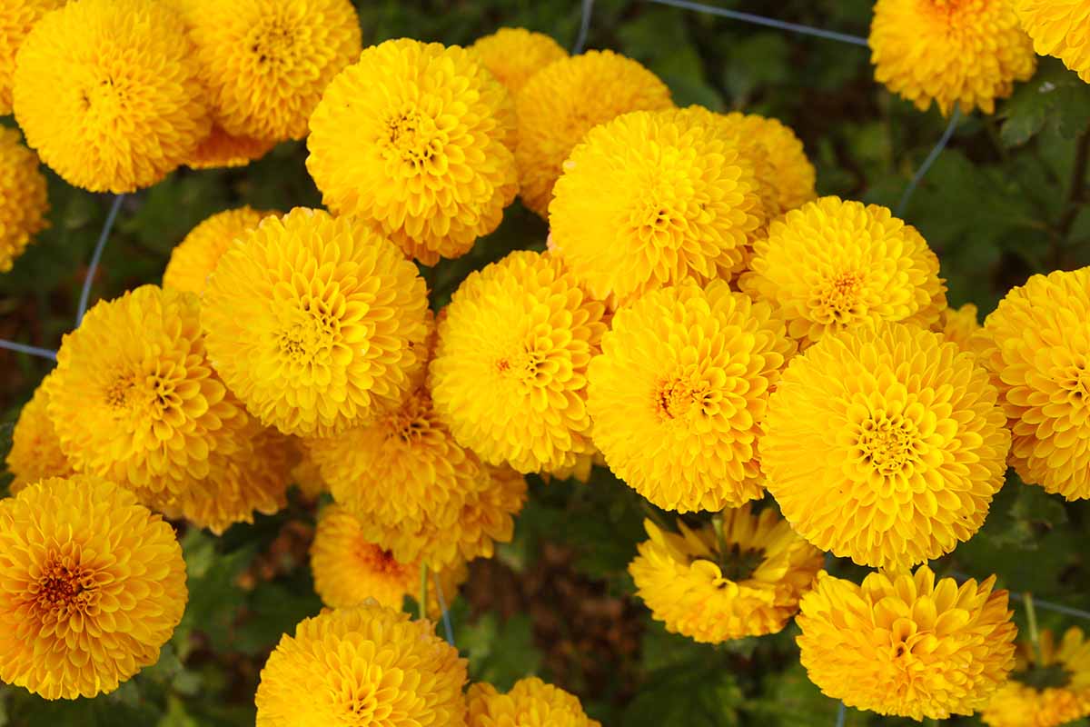 一个近距离的水平图像亮黄色绒球类型的非洲万寿菊花生长在花园里。