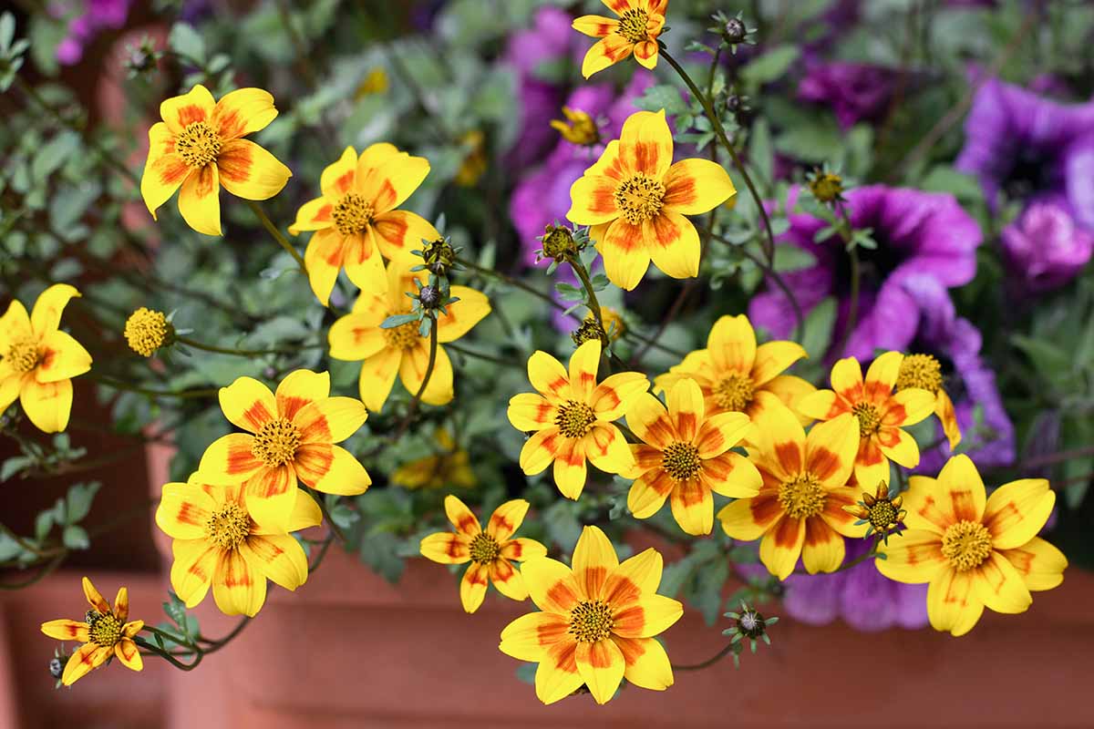 在容器中生长的亮黄色和橙色双色拜登花的近距离水平图像。