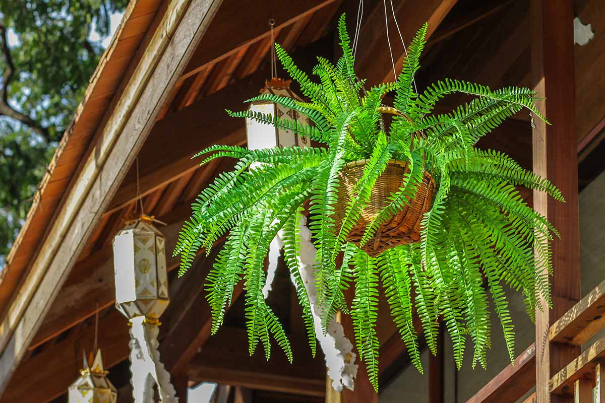波士顿蕨类植物在屋檐下的吊篮中生长的近距离水平图像。