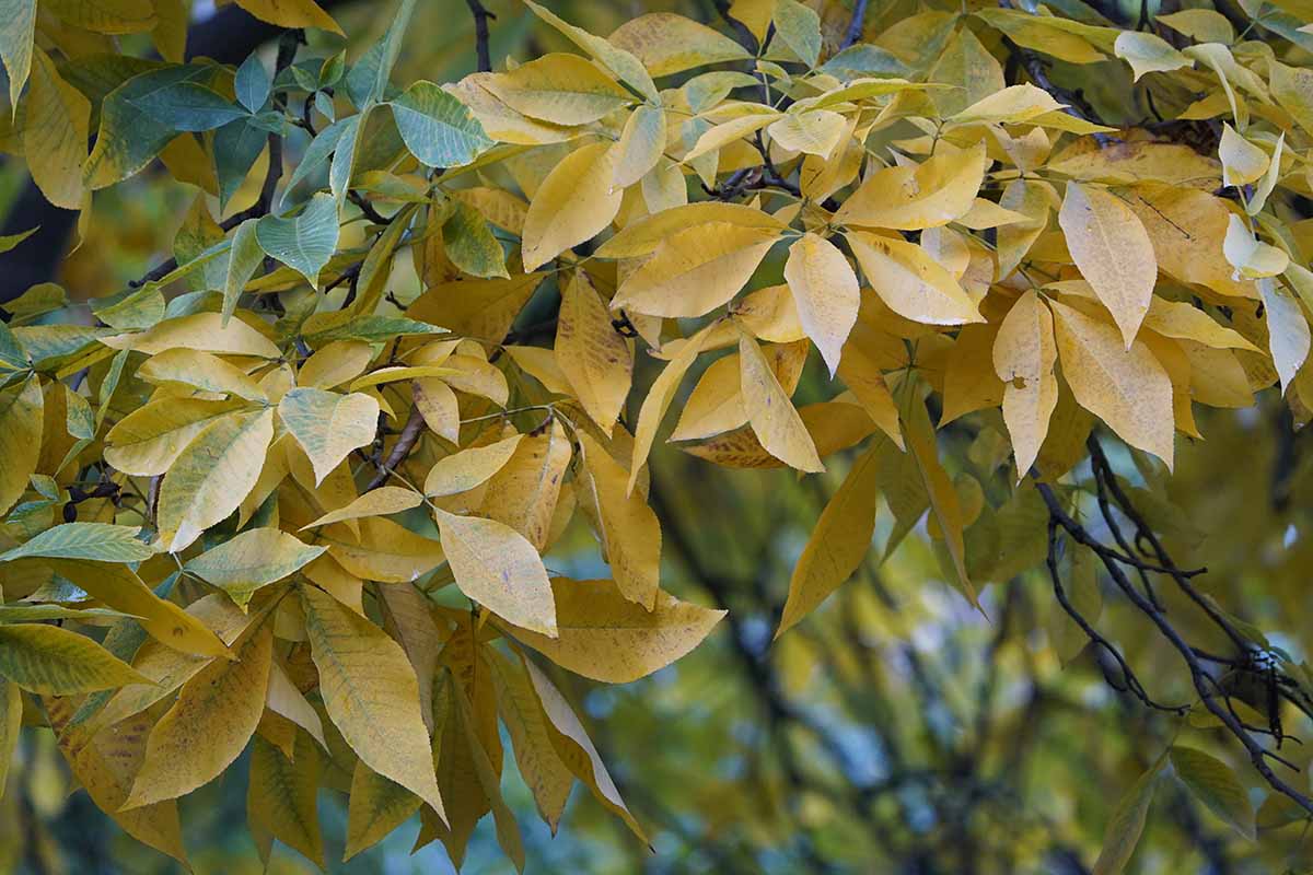 一个近距离的水平图像的秋天树叶的粗皮山核桃树(山核桃)生长在后院。