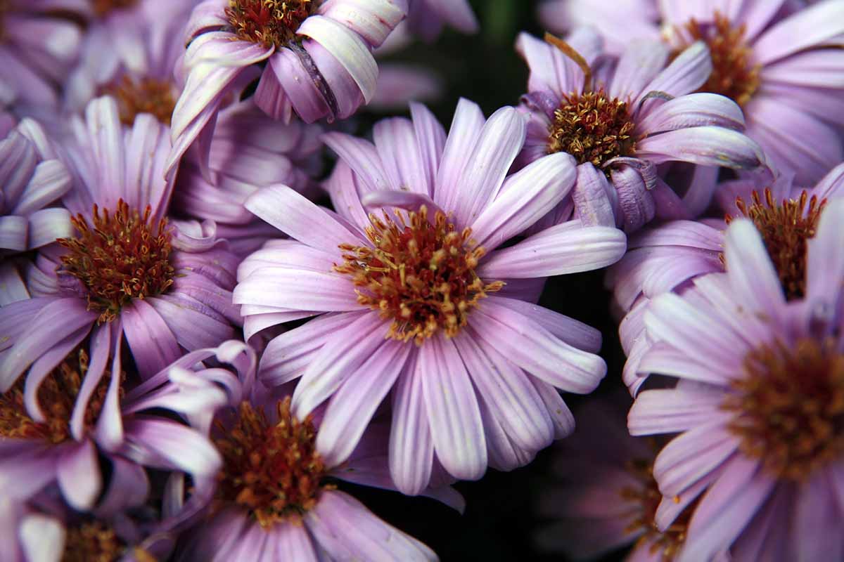 浅粉色的米迦勒节雏菊(又名纽约紫苑)的近距离水平图像。