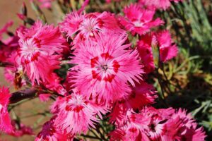 一个近距离的水平图像，充满活力的粉红色石竹(切达粉红)花生长在一个阳光明媚的花园。