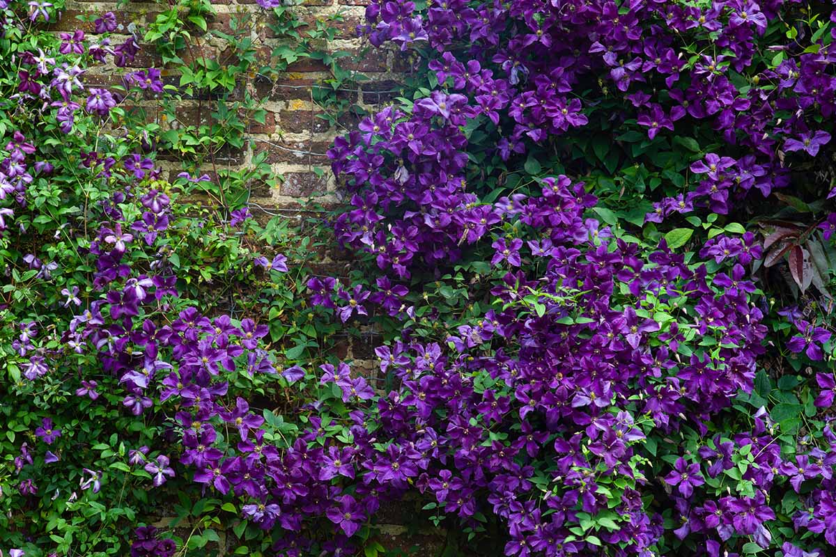 一个近距离水平图像的紫色铁线莲藤蔓生长在砖墙。