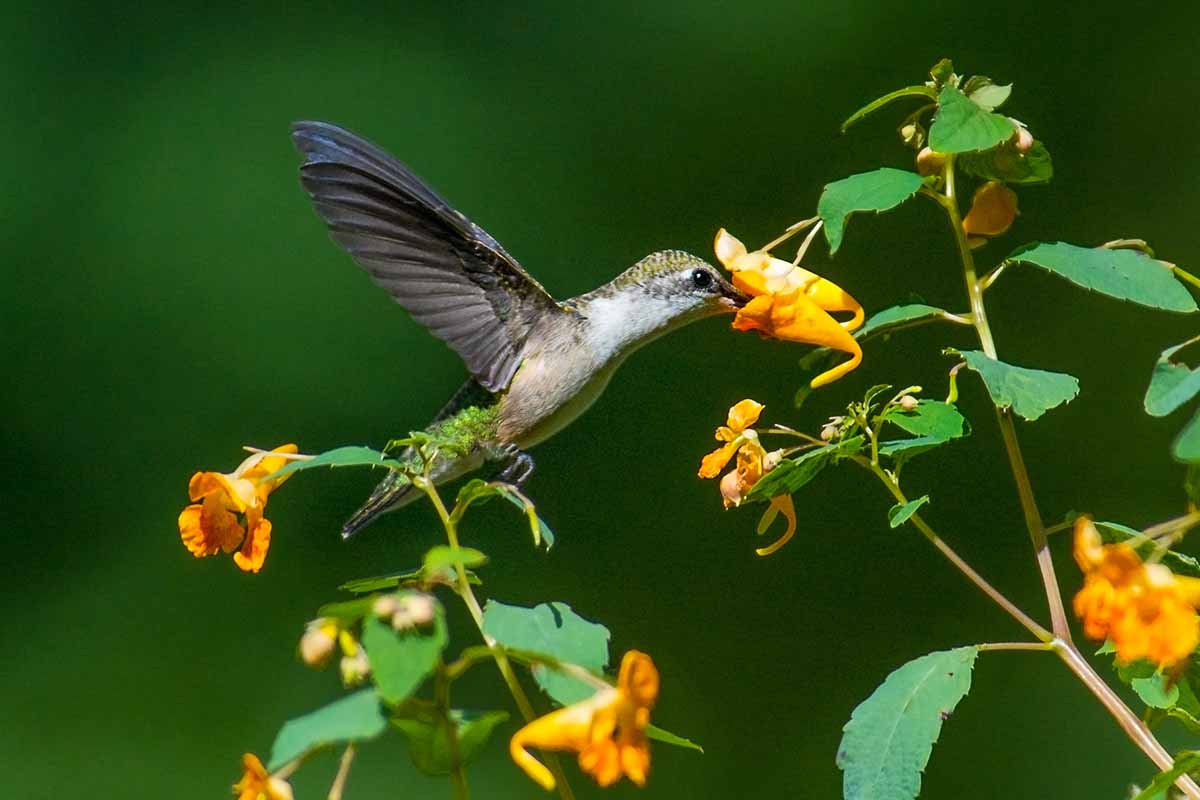 一只蜂鸟从野生凤仙花中进食的近距离水平图像，拍摄于软焦点背景上。