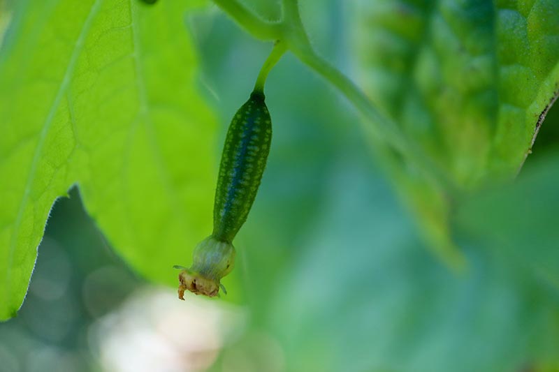 在软焦背景下，一个小cucamelon(又名墨西哥酸黄瓜)生长在藤蔓上的近距离水平图像。