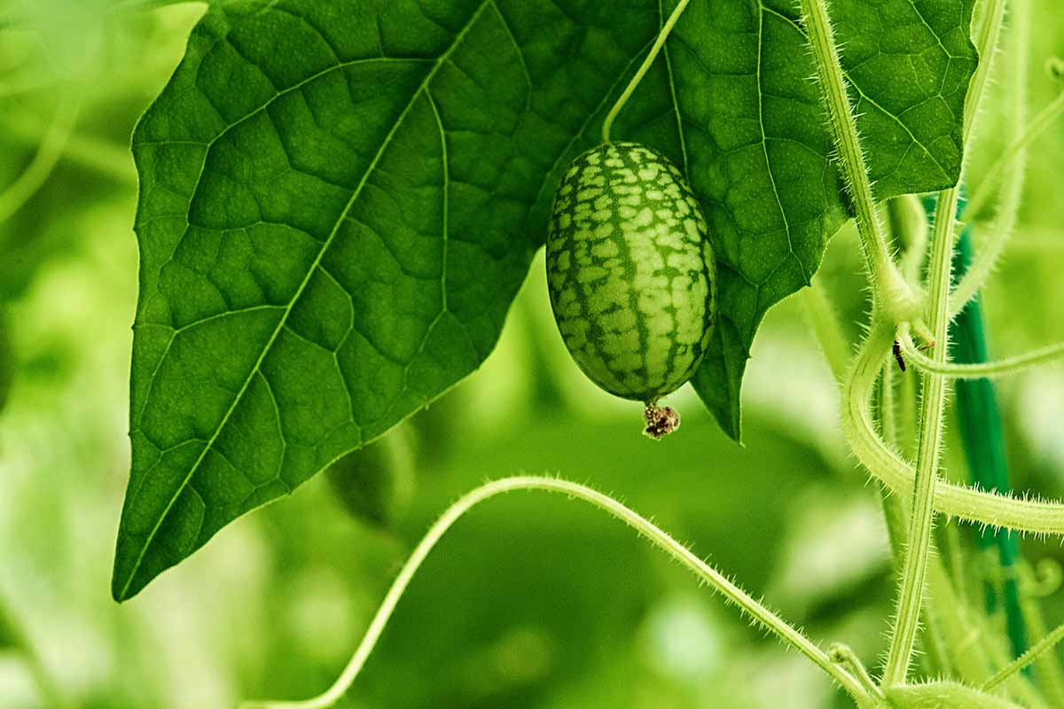 一个近距离的水平图像的cucamelon(墨西哥酸黄瓜)生长在花园里。