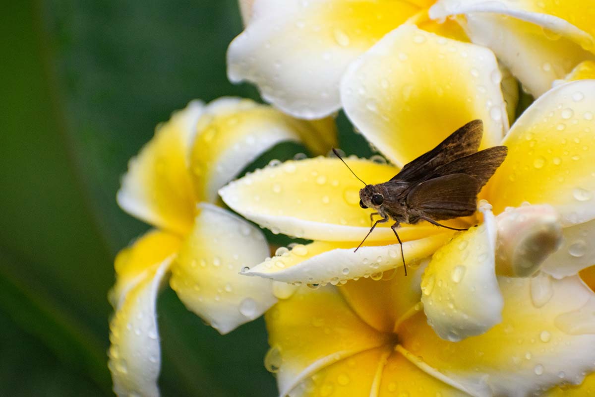 一个近距离的水平图像鸡蛋花(鸡蛋花)花覆盖在水滴与飞蛾在花瓣上。