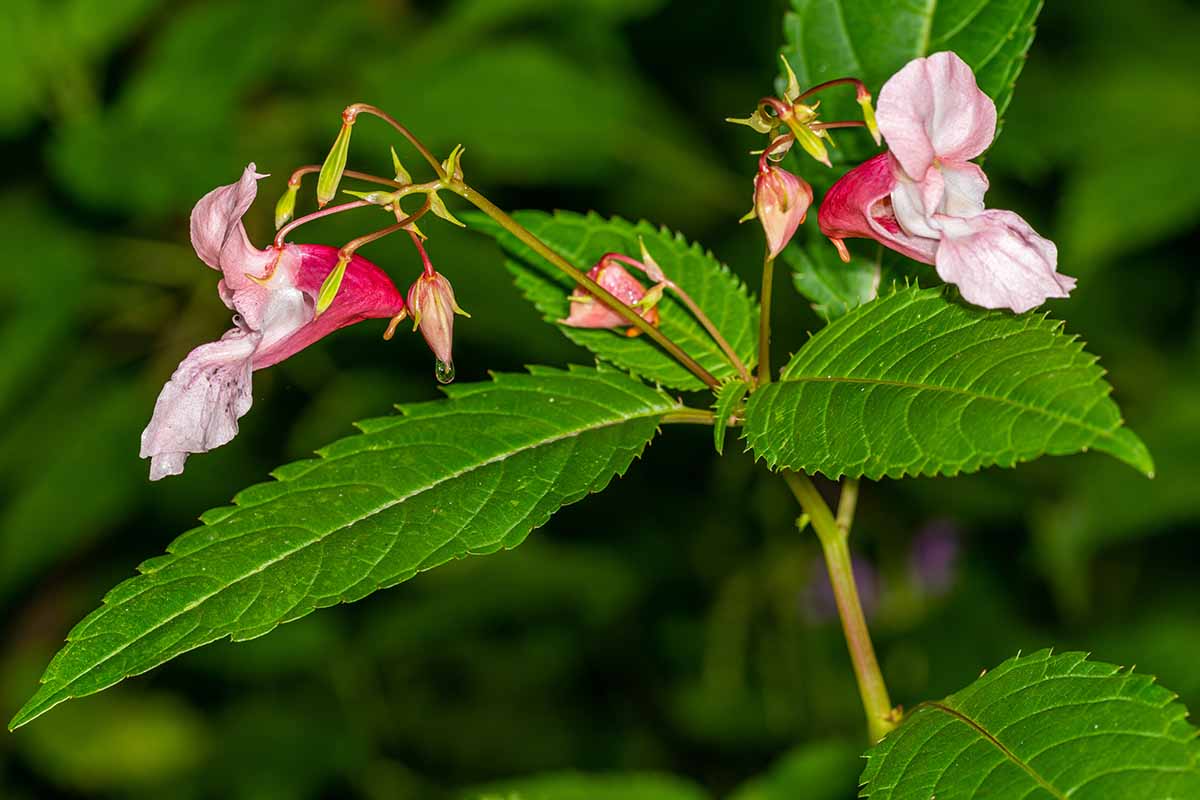 一个近距离的水平图像的粉红色的喜马拉雅凤仙花生长在花园中描绘在一个软焦点背景。