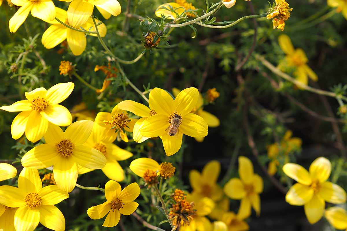 一个近距离的水平图像，亮黄色的葵花籽生长在一个软焦点背景的花园里。