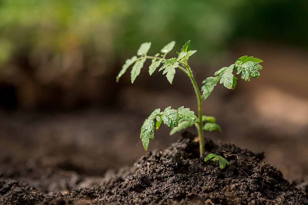 水平的苗木种植在花园周围土壤堆起了。